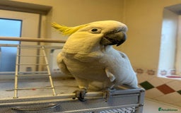 Parrots birds for sale: Sulphur-Crested Cockatoo Sweetie Pie - Image 2