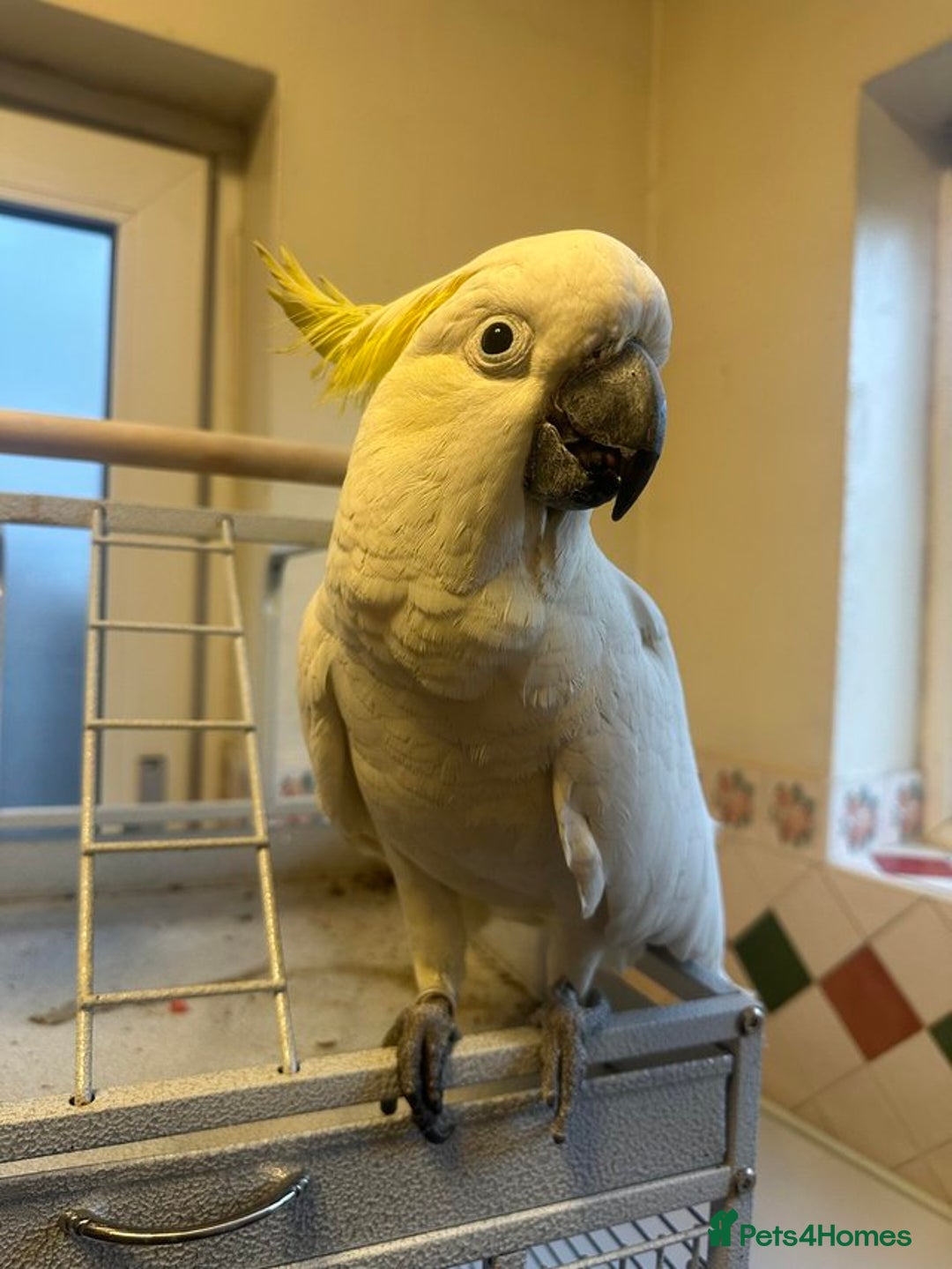 Parrots birds for sale: Sulphur-Crested Cockatoo Sweetie Pie - Image 2