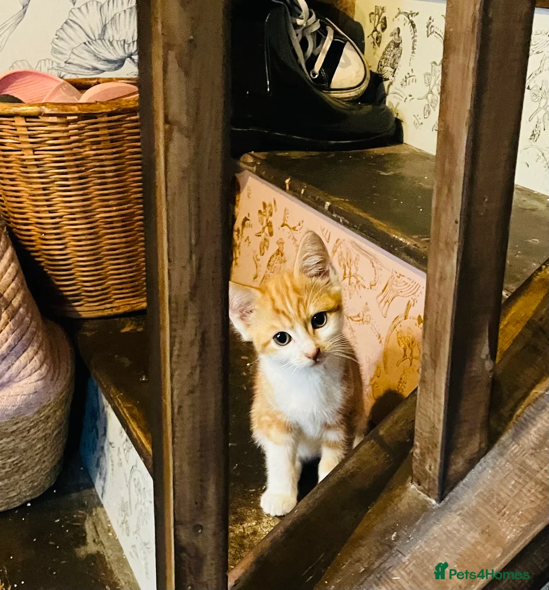 Mixed Breed cats for sale: Adorable kittens for sale - Advert 17