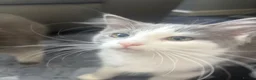 Ragdoll cats for sale: Six beautiful ragdoll and snowshoe kittens - Advert 9