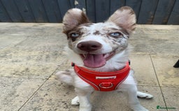 Border Collie dogs for sale: 6 month collie bitch for sale  - Image 9