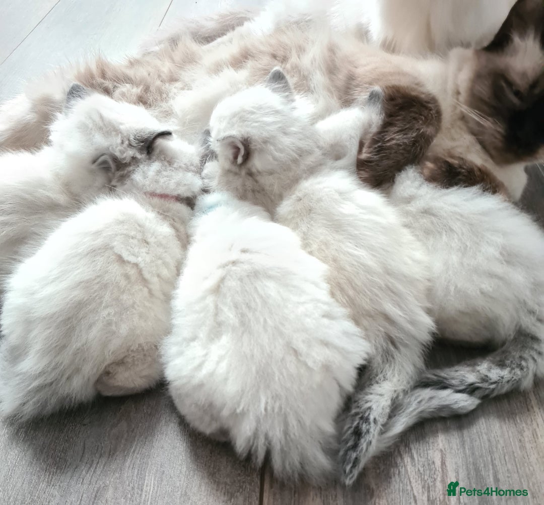 Ragdoll cats for sale: Ragdoll Kittens purebred  - Image 4