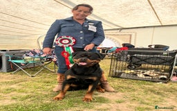 Rottweiler dogs for stud: Rom.Jnr.Ch Rottguardian Igor in Liverpool - Image 40