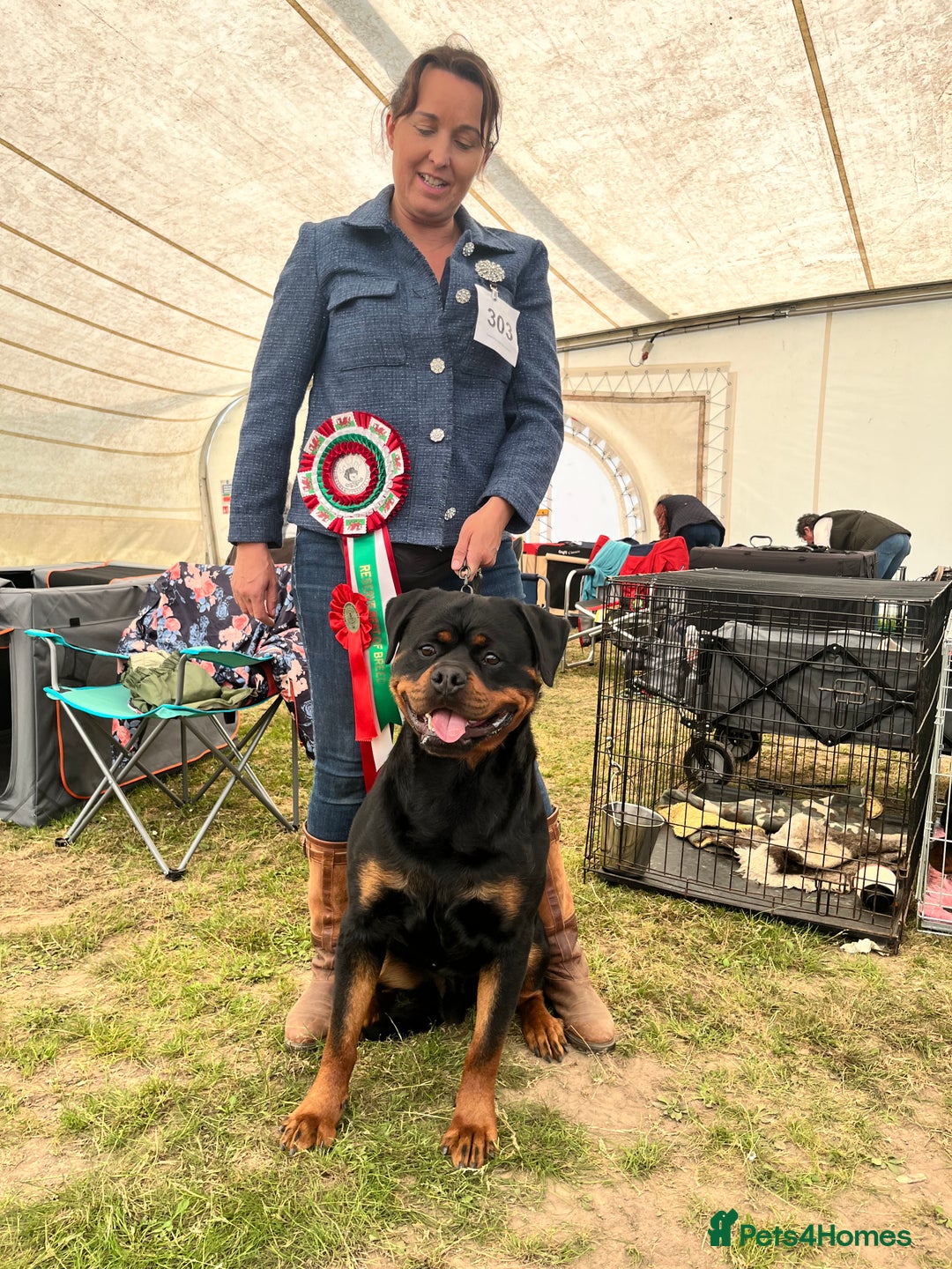 Rottweiler dogs for stud: Rom.Jnr.Ch Rottguardian Igor in Liverpool - Image 40