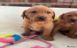 Labrador Retriever dogs for sale: Beautiful KC Fox Red Labrador Puppies - Image 9