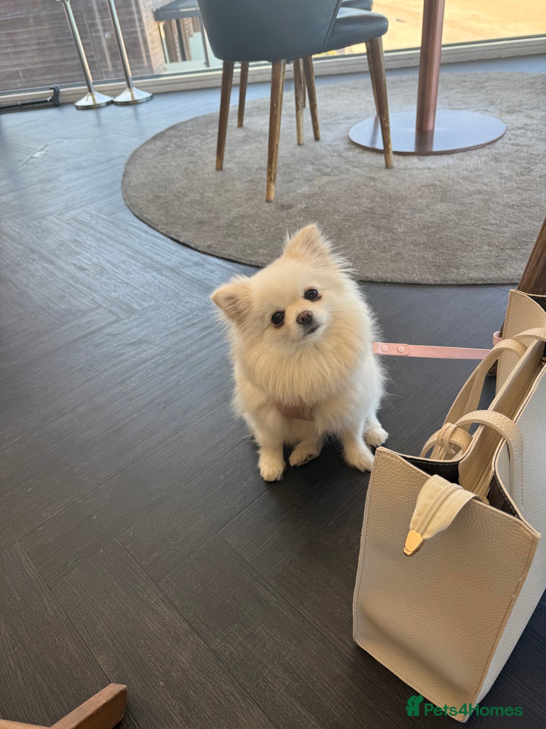 Pomeranian dogs for sale: 4 white pure bred pomerainian puppies - Advert 10