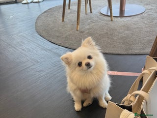 Pomeranian dogs 4 white pure bred pomerainian puppies - Advert 1