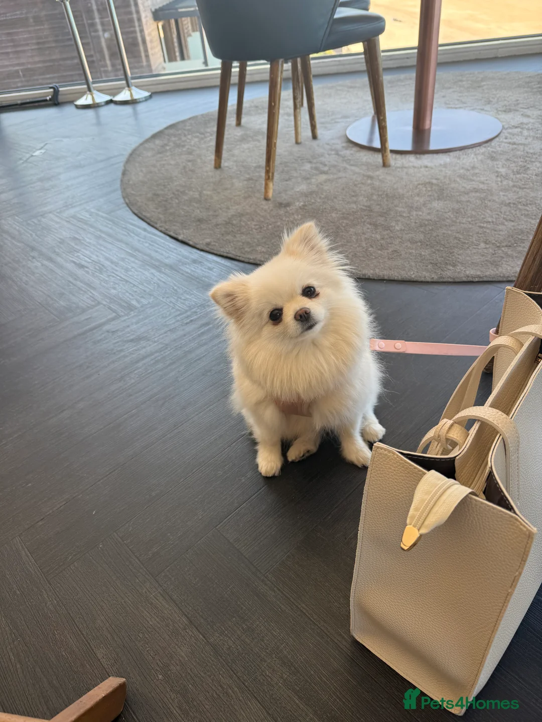 Pomeranian dogs for sale: 1 white pure bred pomerainian puppy left! - Advert 11