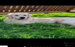 Golden Retriever dogs for sale: Beautiful Golden Retrievers from therapy line - Image 2