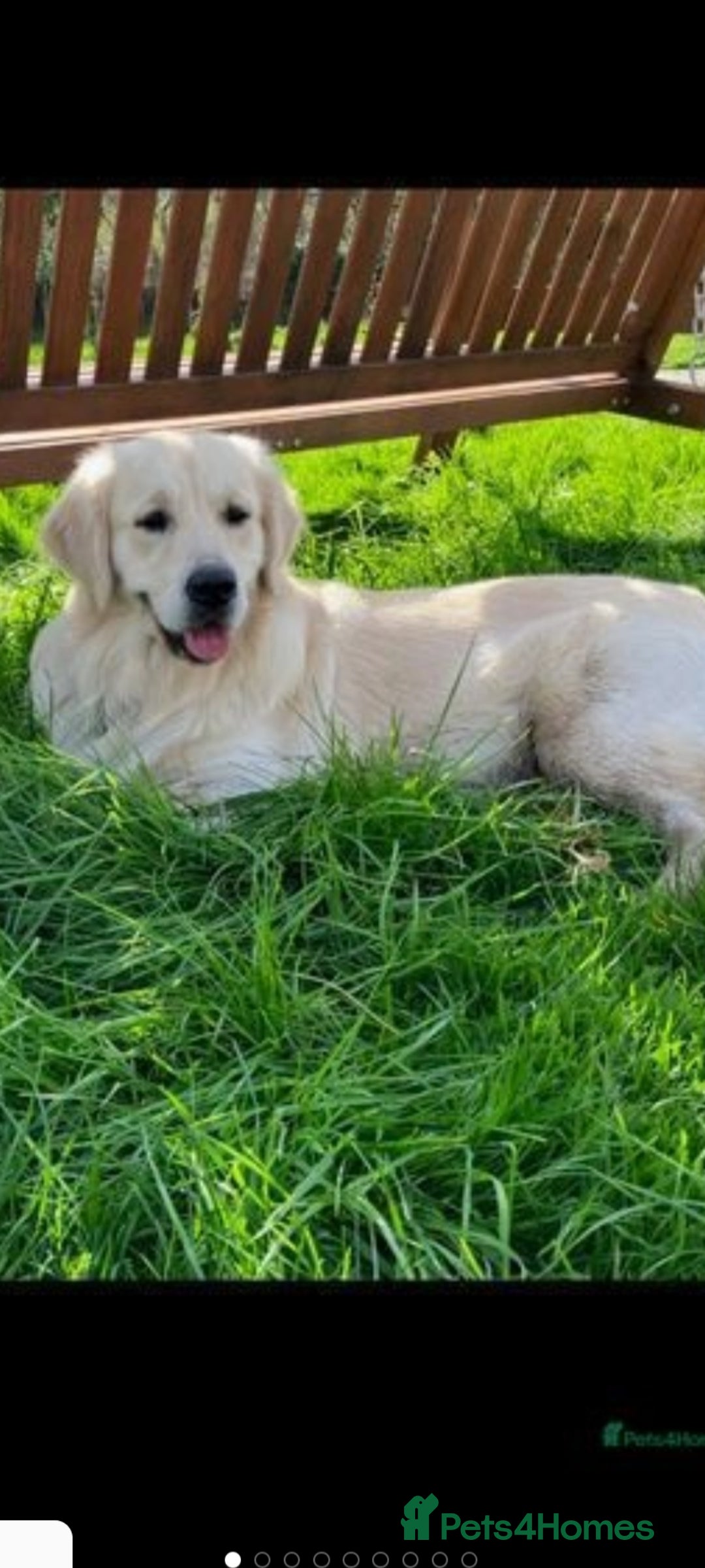 Golden Retriever dogs for sale: Beautiful Golden Retrievers from therapy line - Image 2