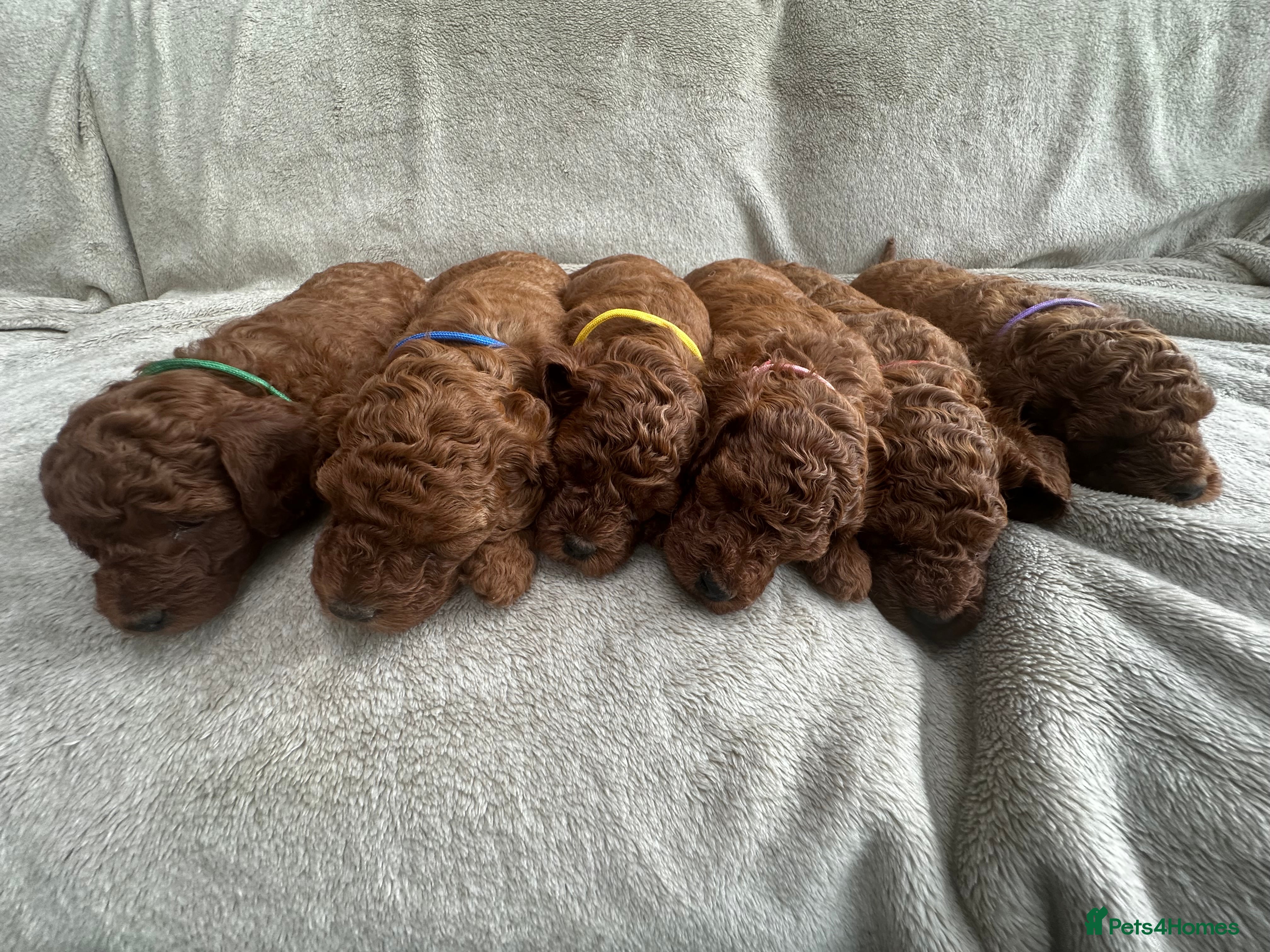 Mini Goldendoodle dogs Deep Red Mini Goldendoodle  - Advert 1