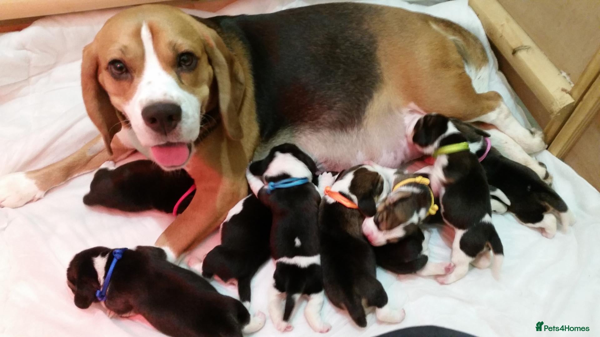 Beagle dogs 6TH Generation Beagles. - Advert 2