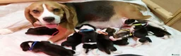 Beagle dogs for sale: 6TH Generation Beagles. - Advert 2