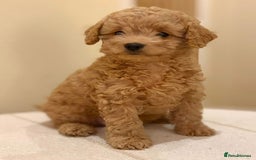 Cavapoo dogs for sale: Extensively health tested F1b teddy bear Cavapoos  - Advert 17