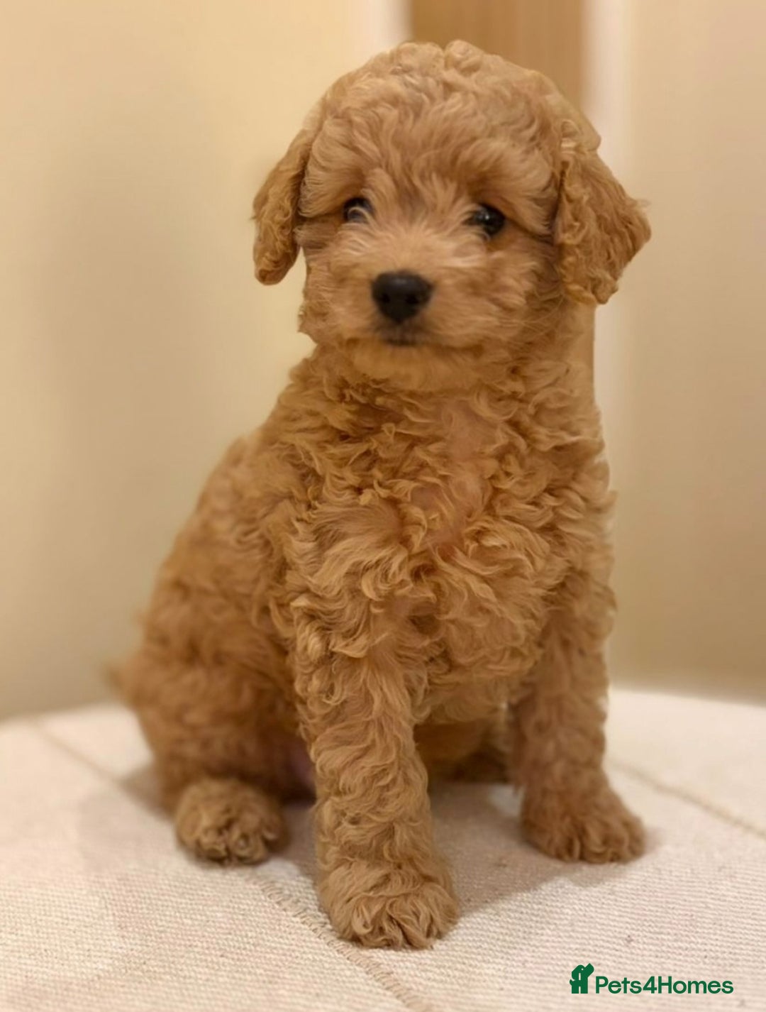 Cavapoo dogs for sale: Extensively health tested F1b teddy bear Cavapoos  - Advert 17