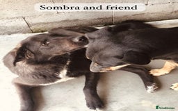 Mixed Breed dogs for adoption: Sombra, 1.5 yrs approx  Available for adoption  in Brixham - Image 8