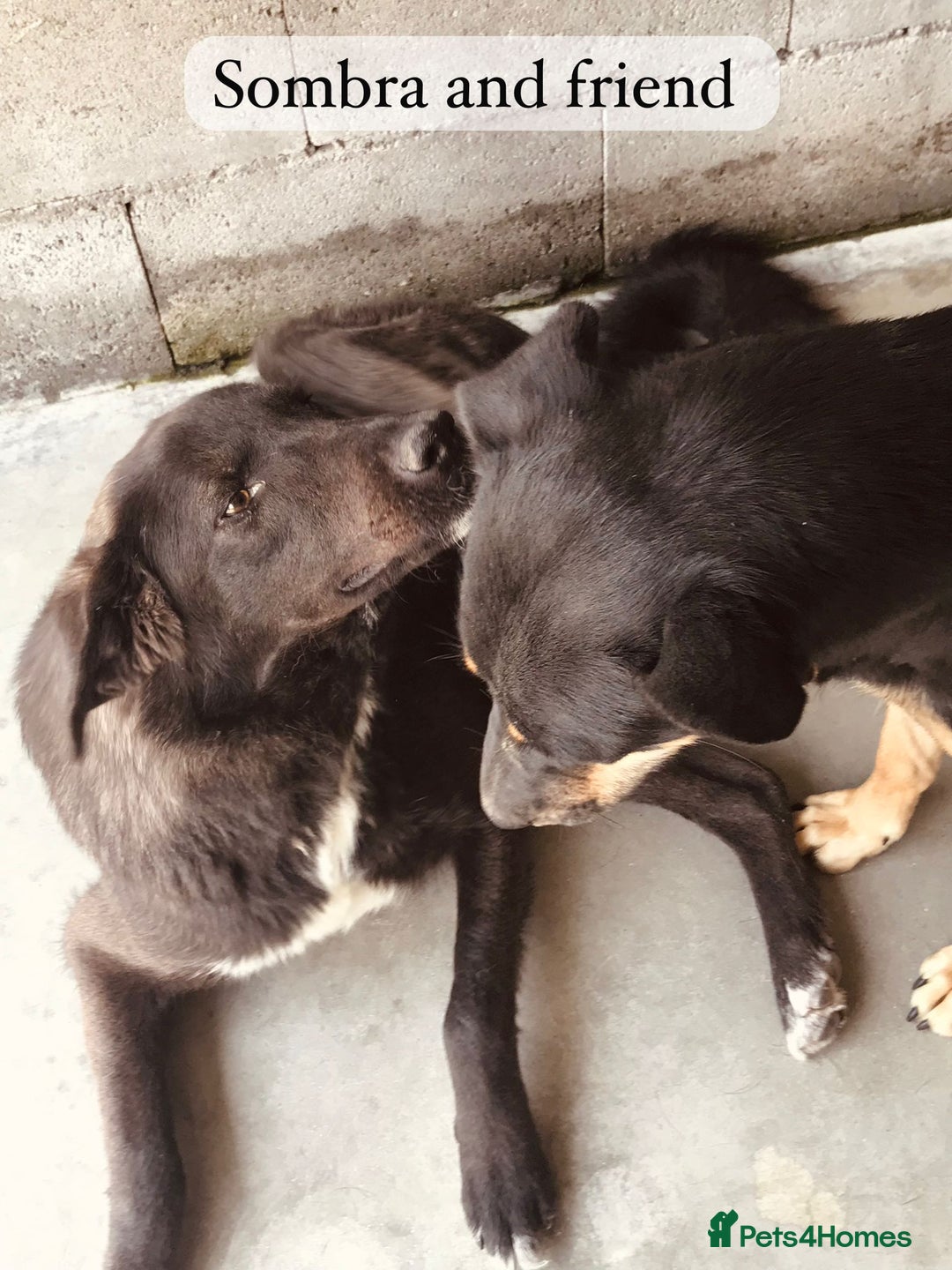 Mixed Breed dogs for adoption: Sombra, 1.5 yrs approx  Available for adoption  in Brixham - Image 8