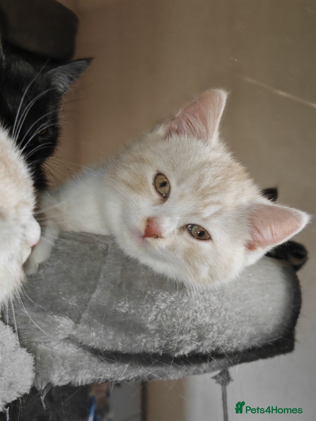 Mixed Breed cats for sale: British Shorthair Mix kittens - Ready Now - Advert 23