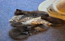Mixed Breed cats for sale: Bengal cross. And ghost blacks - Image 5