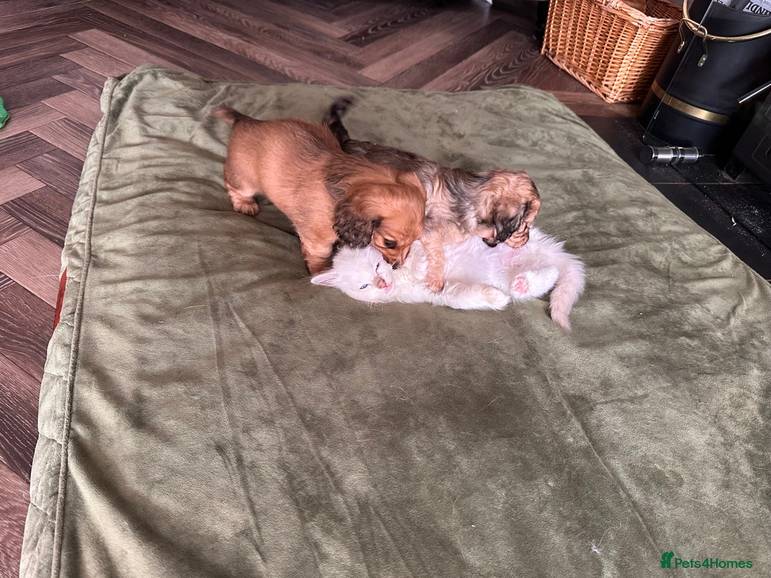 Miniature Dachshund dogs for sale: Beautiful KC reg Miniature Dachshund Bubbies - Image 8