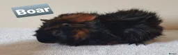 Guinea Pig rodents for sale: Adult Abyssinian Guinea Pigs Boar and Sows - Advert 7