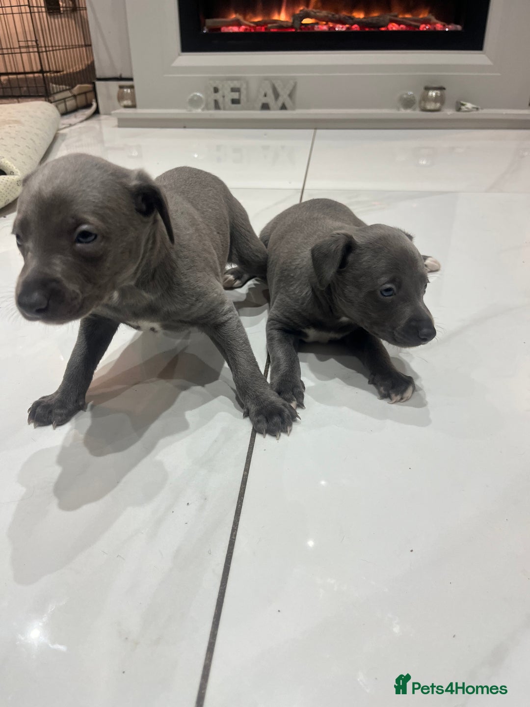 Whippet dogs for sale: Two blue whippets  - Advert 3