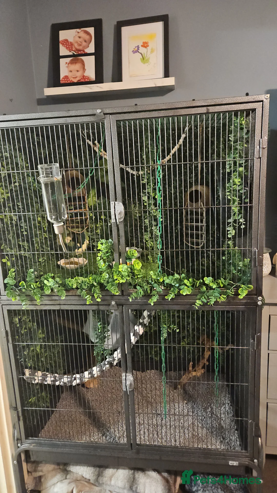 Sugar Glider rodents for sale: Sugar gliders for sale  - Advert 3