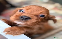 Cocker Spaniel dogs for sale: Kc cocker spaniels  - Image 7