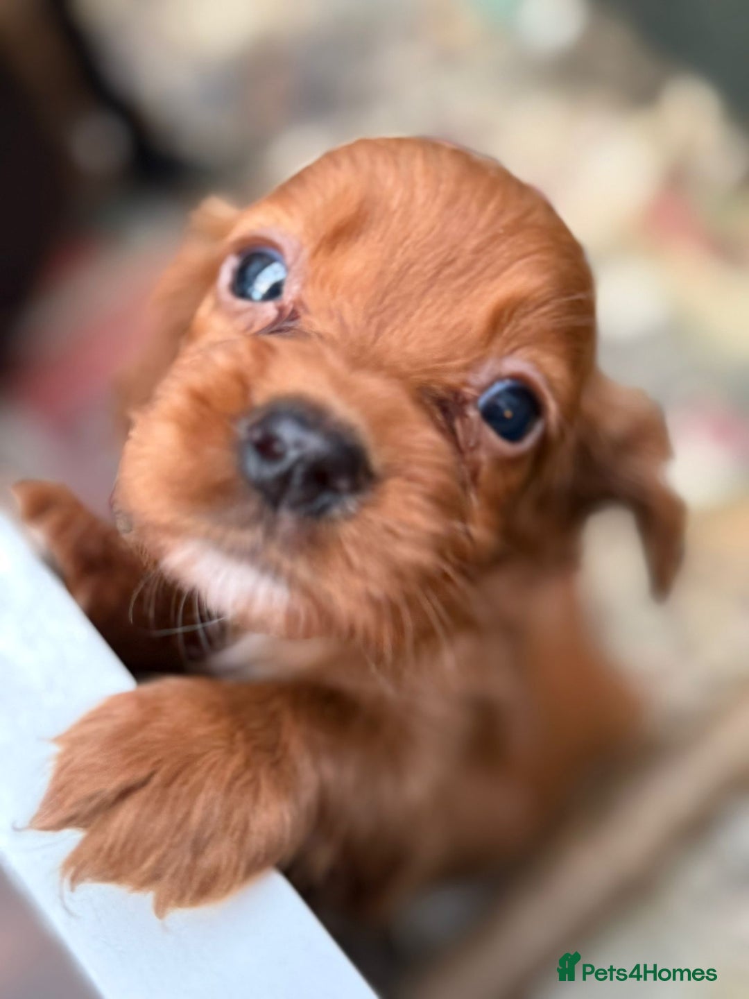 Cocker Spaniel dogs for sale: Kc cocker spaniels  - Image 7