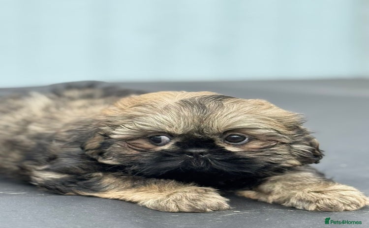 Shih Tzu dogs - Advert 5