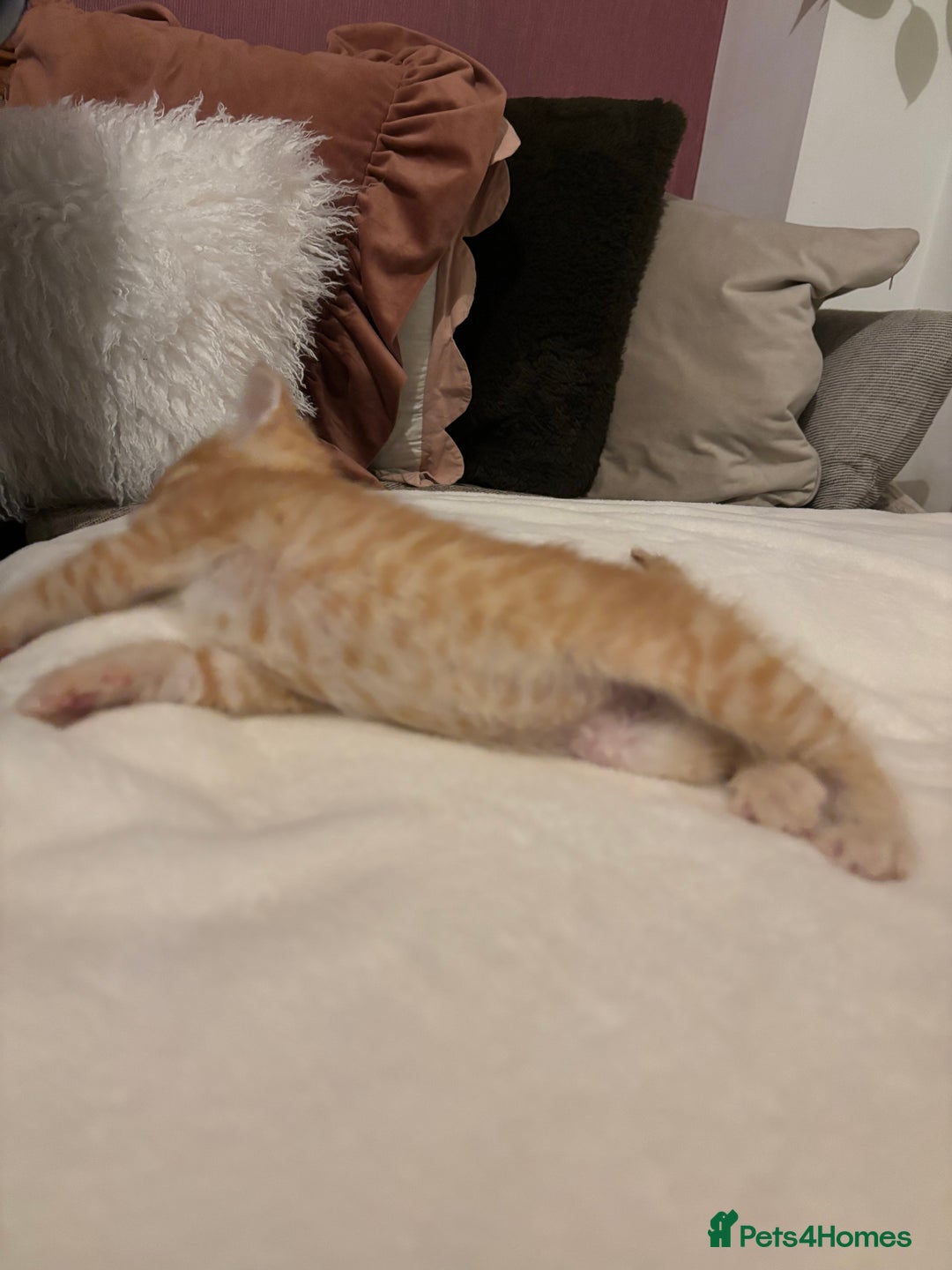 Mixed Breed cats for sale: Maine coon cross kittens  - Advert 13