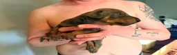 Dobermann dogs for sale: 7 Beautiful Dobermann puppies of mixed colours. in Reading - Advert 9