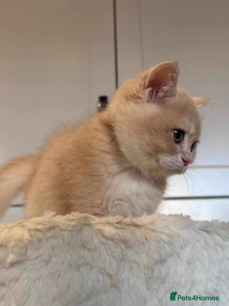 British Shorthair cats Lilac golden boy TICA reg  - Advert 10