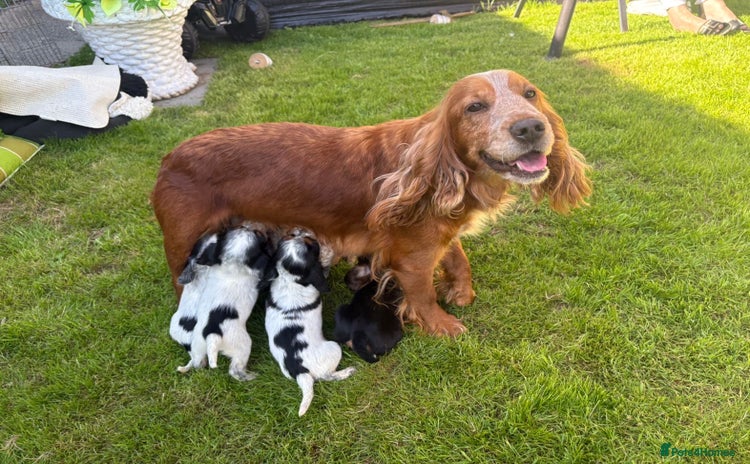 Cocker Spaniel dogs - Advert 15