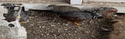 Mixed Breed birds for sale: 9 Button Quail – Males and Females – North Hants - Advert 7