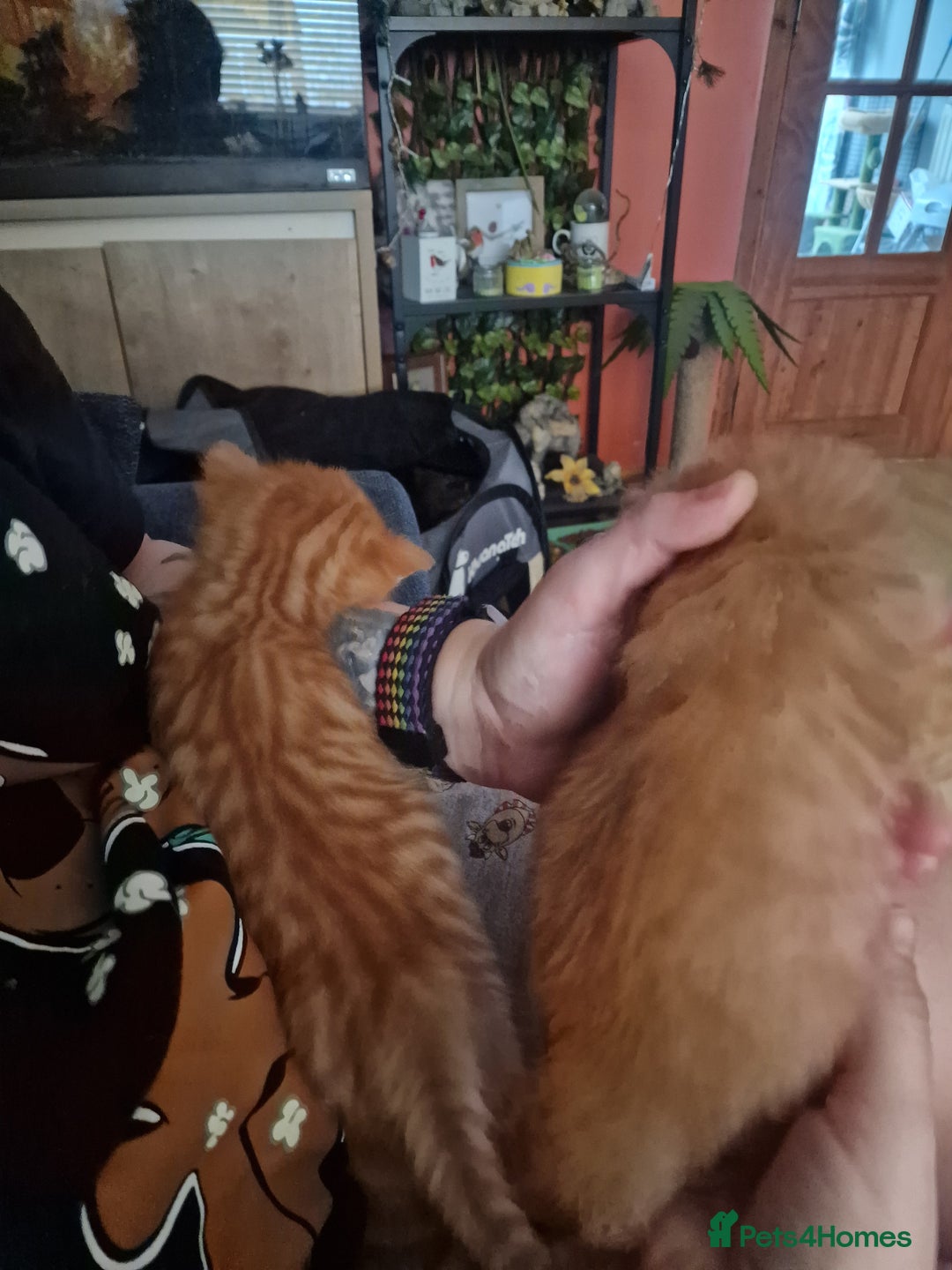 British Longhair cats for sale: 4 Adorable kittens for sale  - Advert 20