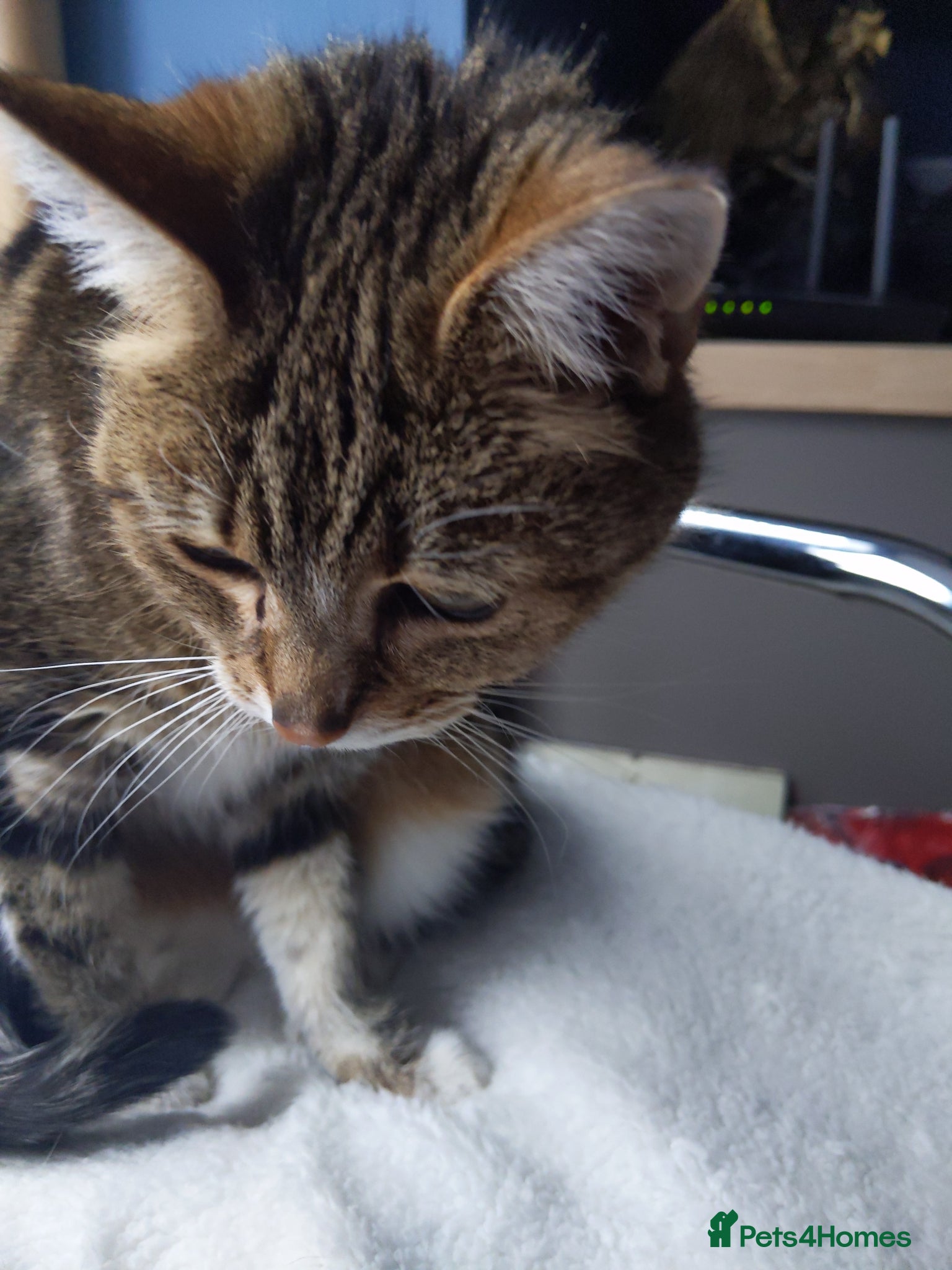 Domestic Shorthair cats Pickle  - Advert 1
