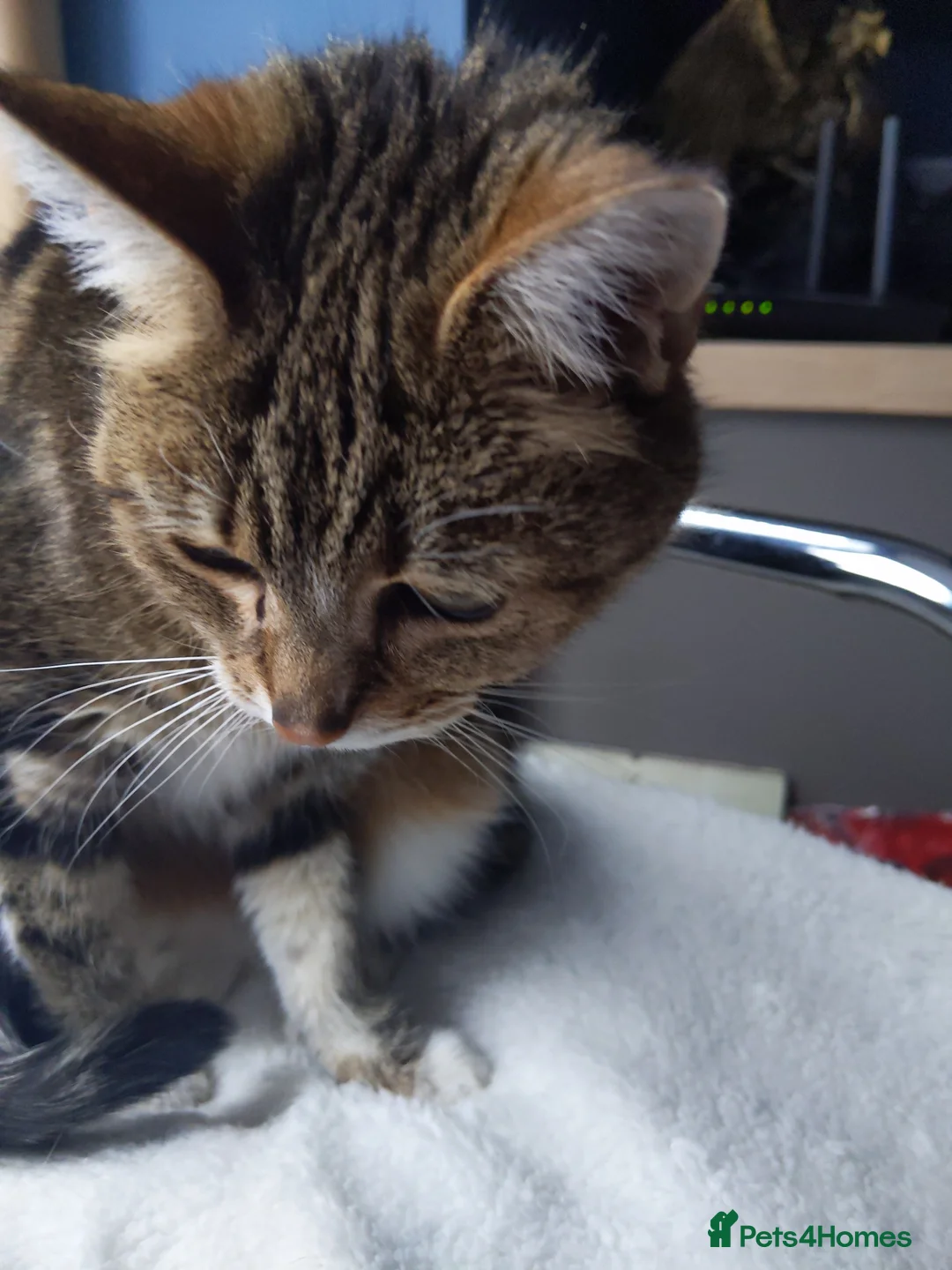 Domestic Shorthair cats for stud: Pickle  in Sale - Advert 1