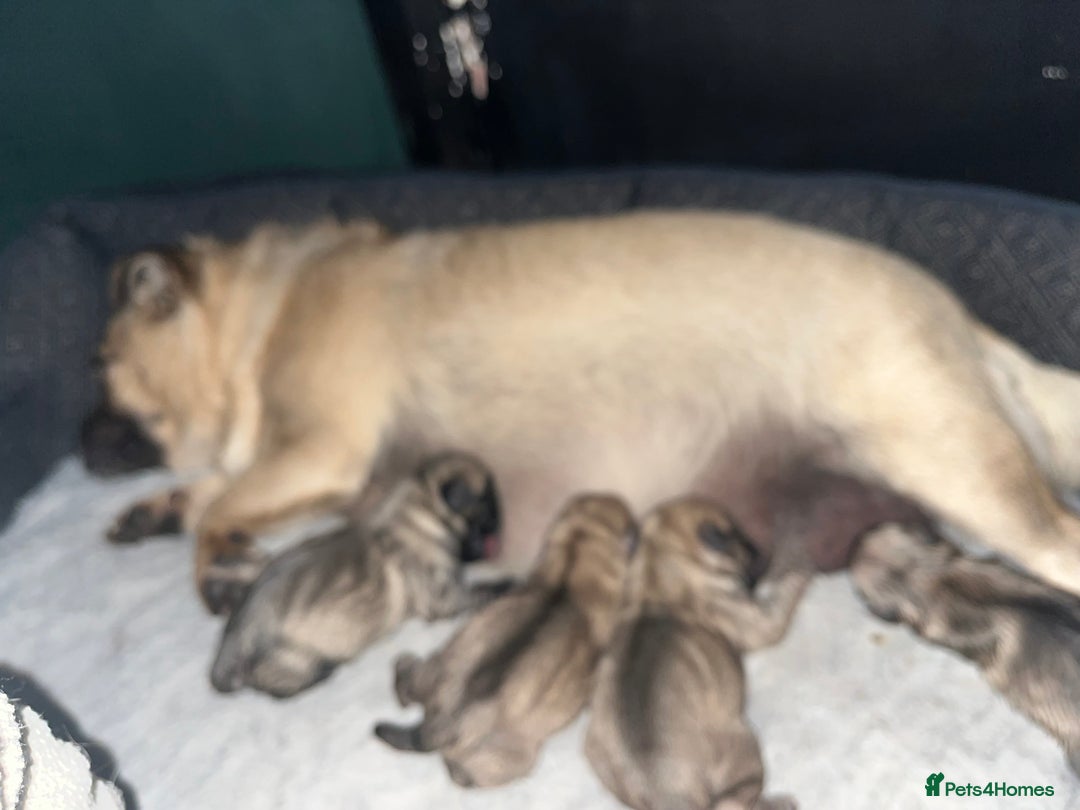 Chug dogs for sale: Gorgeous Chug pups  - Image 2