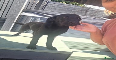 Labrador Retriever dogs - Advert 15