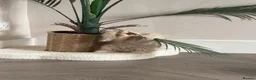 Persian cats for sale: Persian kittens  - Advert 7