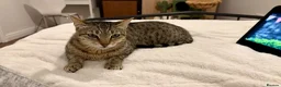 Arabian Mau cats for adoption: Hera ♥️ - Advert 7