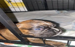 Boxer dogs for sale: Boxer  - Image 7
