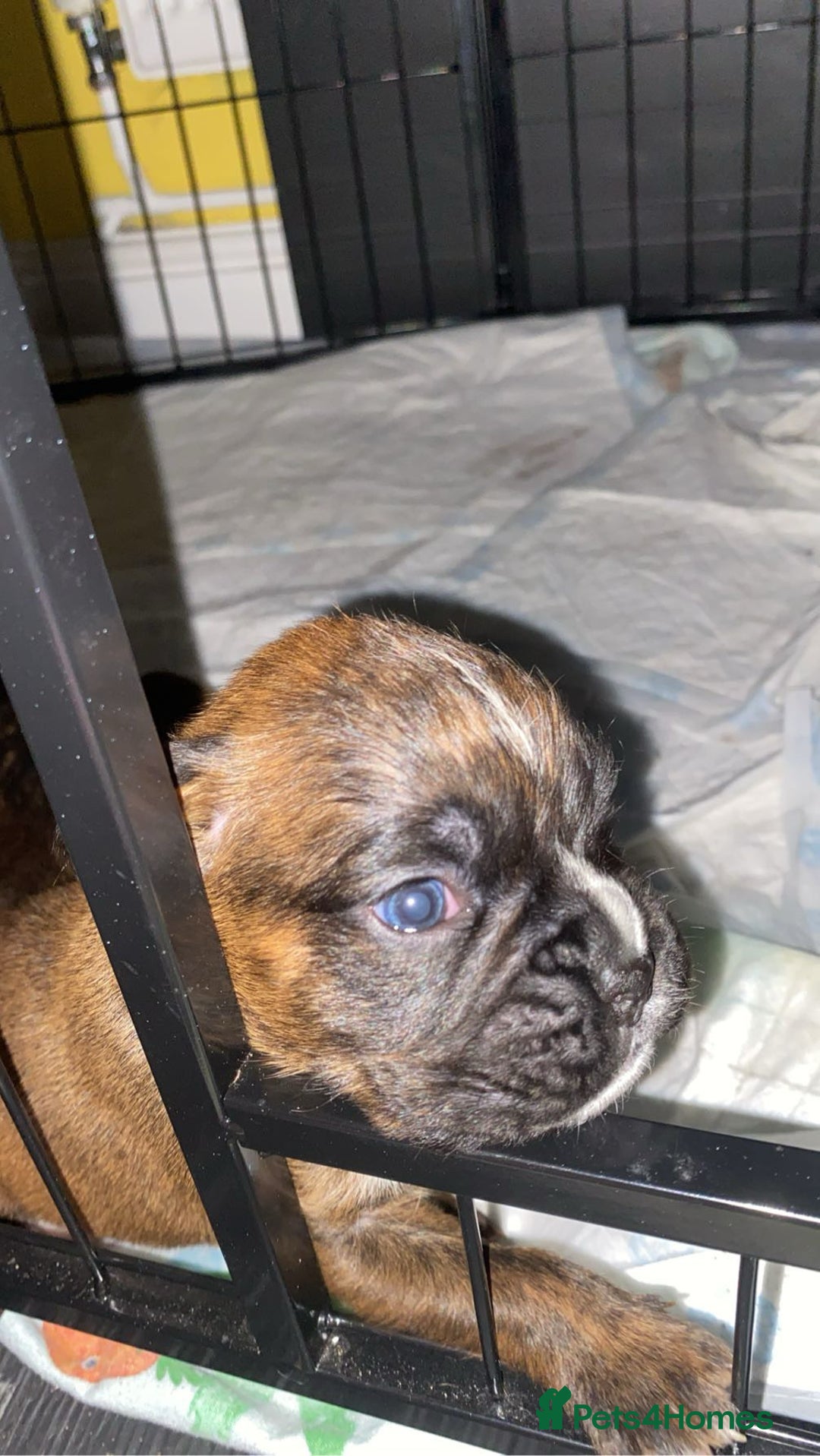 Boxer dogs for sale: Boxer  - Image 7