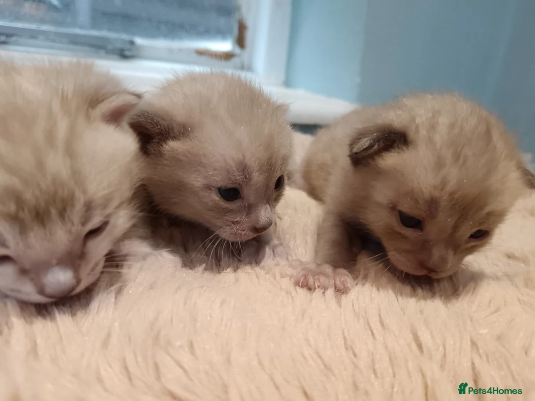 Bengal cats for sale: Tica RG pure bengals - Advert 3