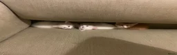 Mixed Breed cats for sale: 3 Adorable Half Persian Kittens for sale - Advert 15