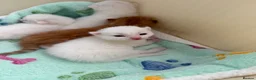 Mixed Breed cats for sale: ** 2 ginger Girls & 3 pure white girls ** - Advert 11