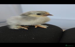 Chickens poultry for sale: Pekin bantam chicks  - Image 2
