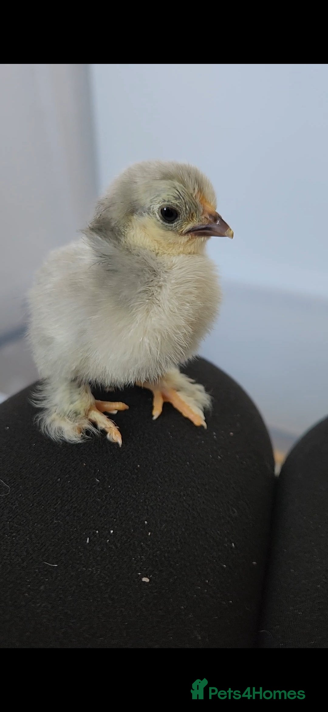 Chickens poultry for sale: Pekin bantam chicks  - Image 2