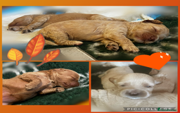 Australian Labradoodle dogs for sale: ♥️ 1 girl left ♥️ tiny tails , big hearts ♥️  - Image 29